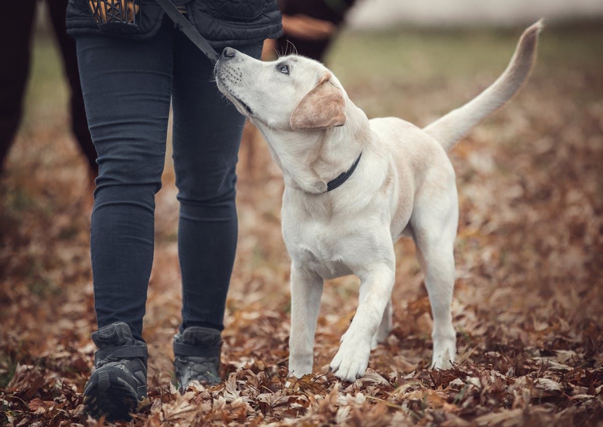 labrador qui accompagne son maître et cherche son attetion