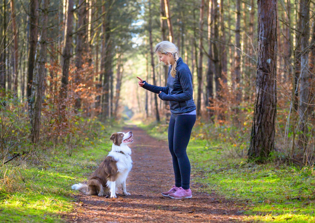 berger australien qui attend assis devant sa maîtresse