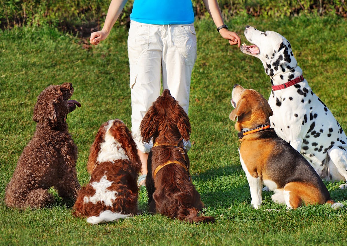 5 chien qui attendent assis autours de leur maîtresse qui leur donne des friandises