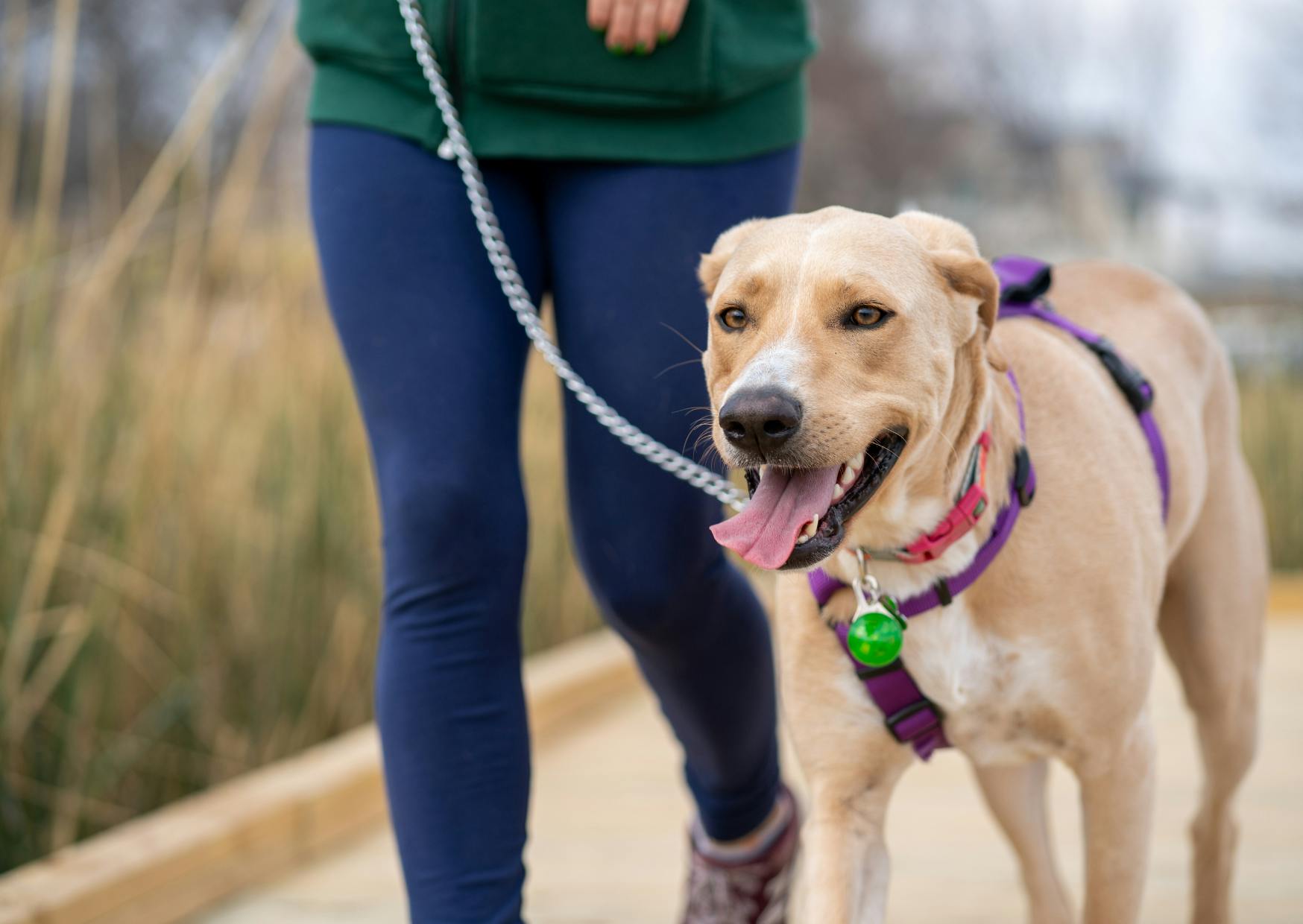 chien qui tire la langue pendant sa promenade