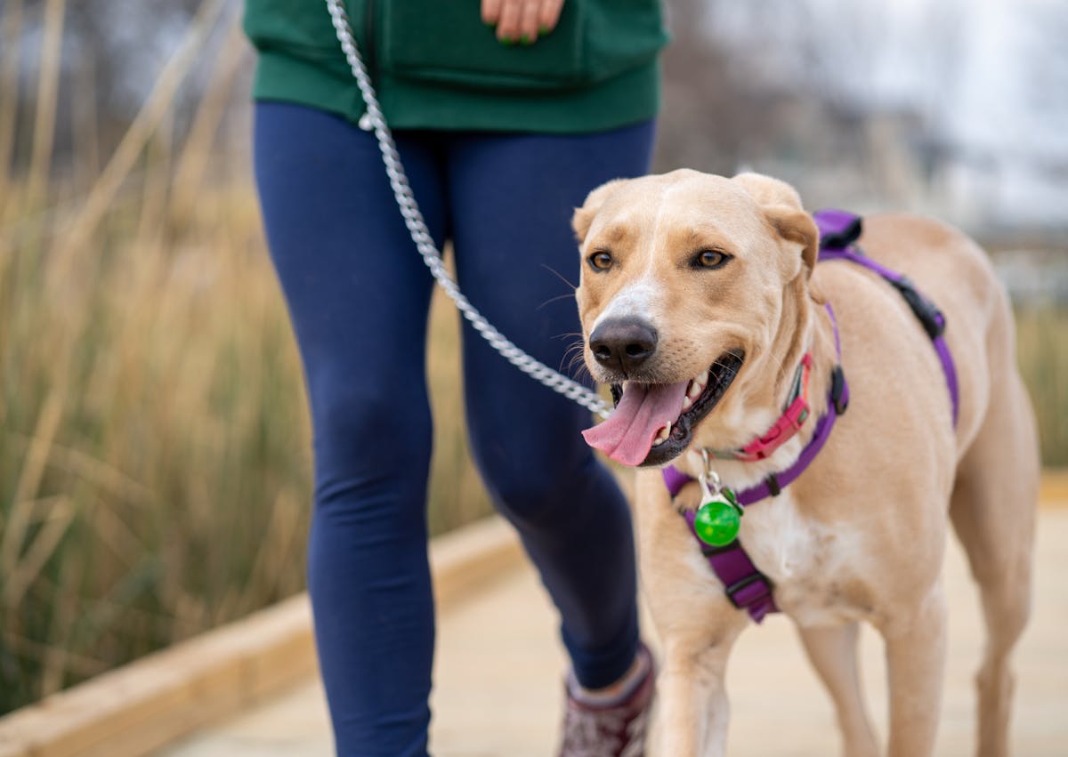 chien qui tire la langue pendant sa promenade
