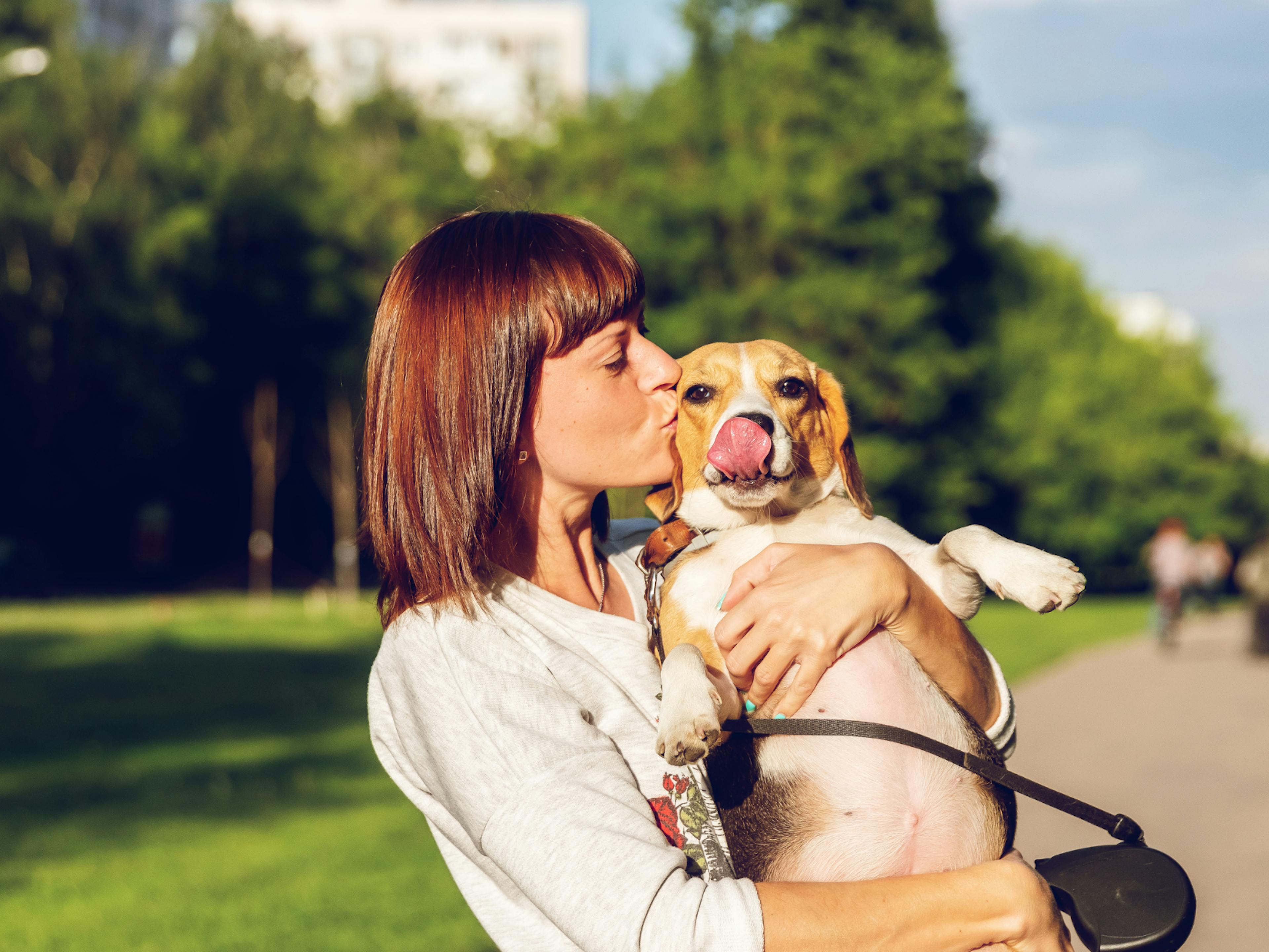 beagle dans les bras de sa maitresse
