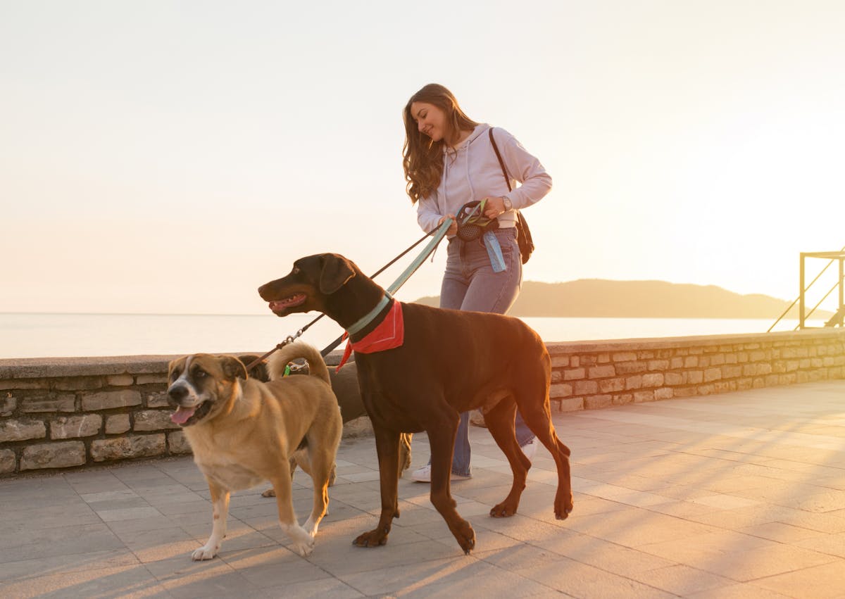 deux chiens tenus en laisse par leur maitresse