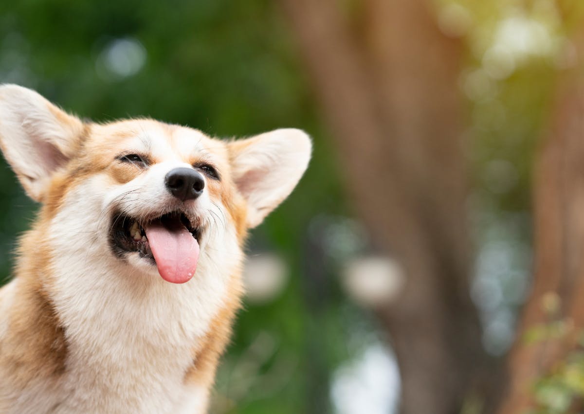 Corgi qui tire la langue et ferme les yeux en pleine nature