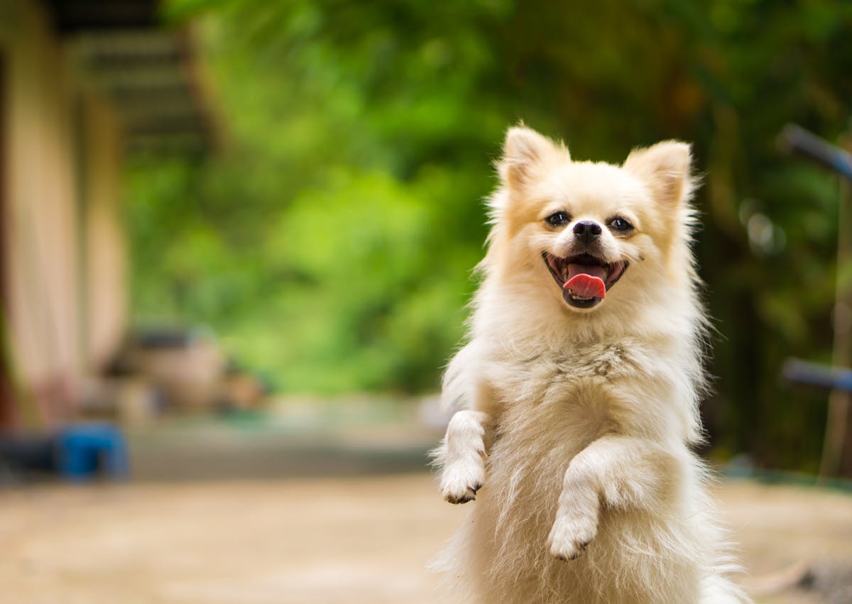 chien qui est sur deux pattes et qui tire la langue