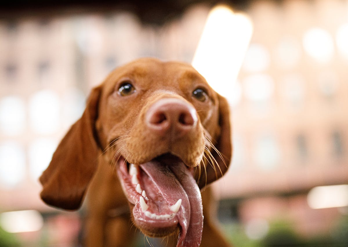 chien qui tire la langue, il est joyeux 
