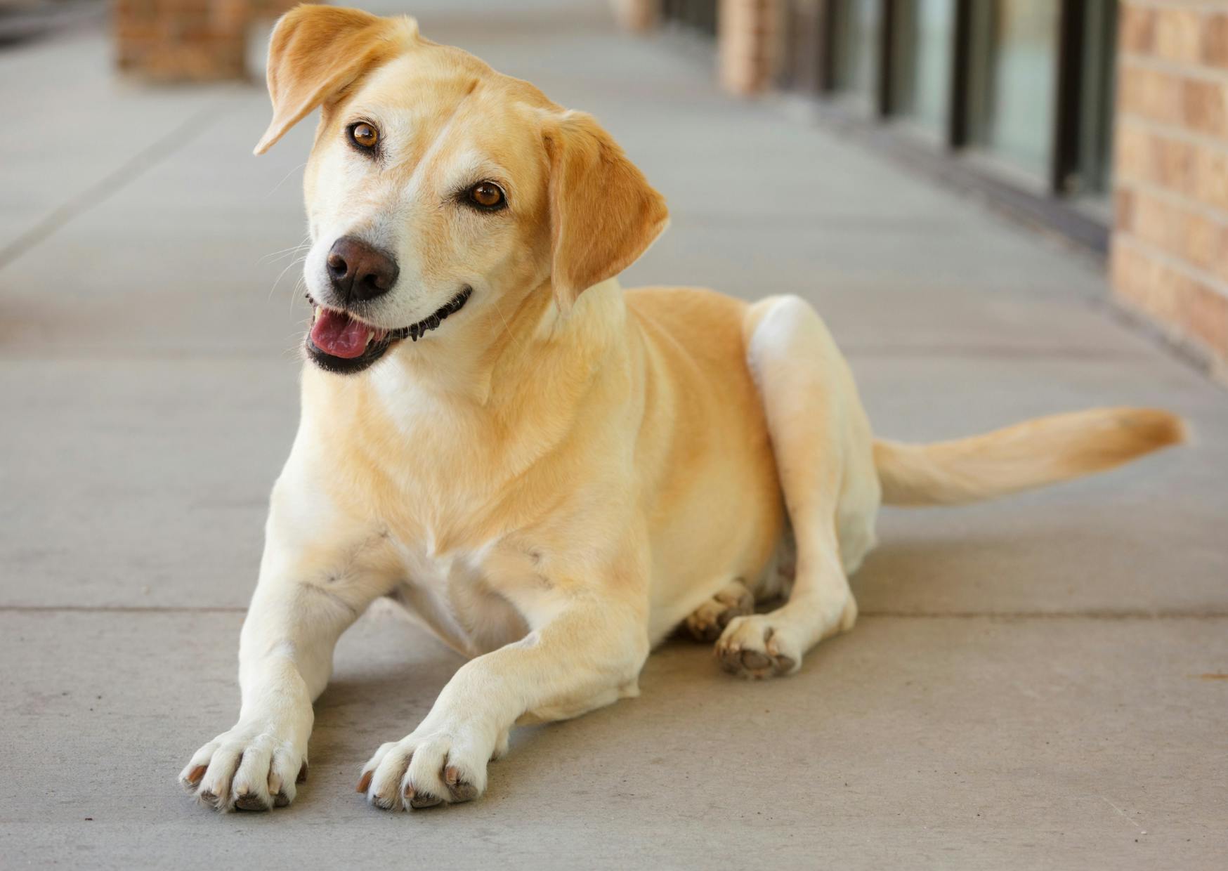 chien qui tourne legement la tête et regarde l'objectif