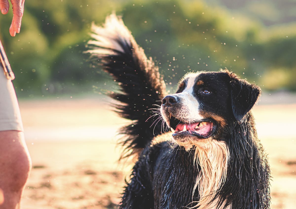 chien qui regarde à côté de lui sur une plage