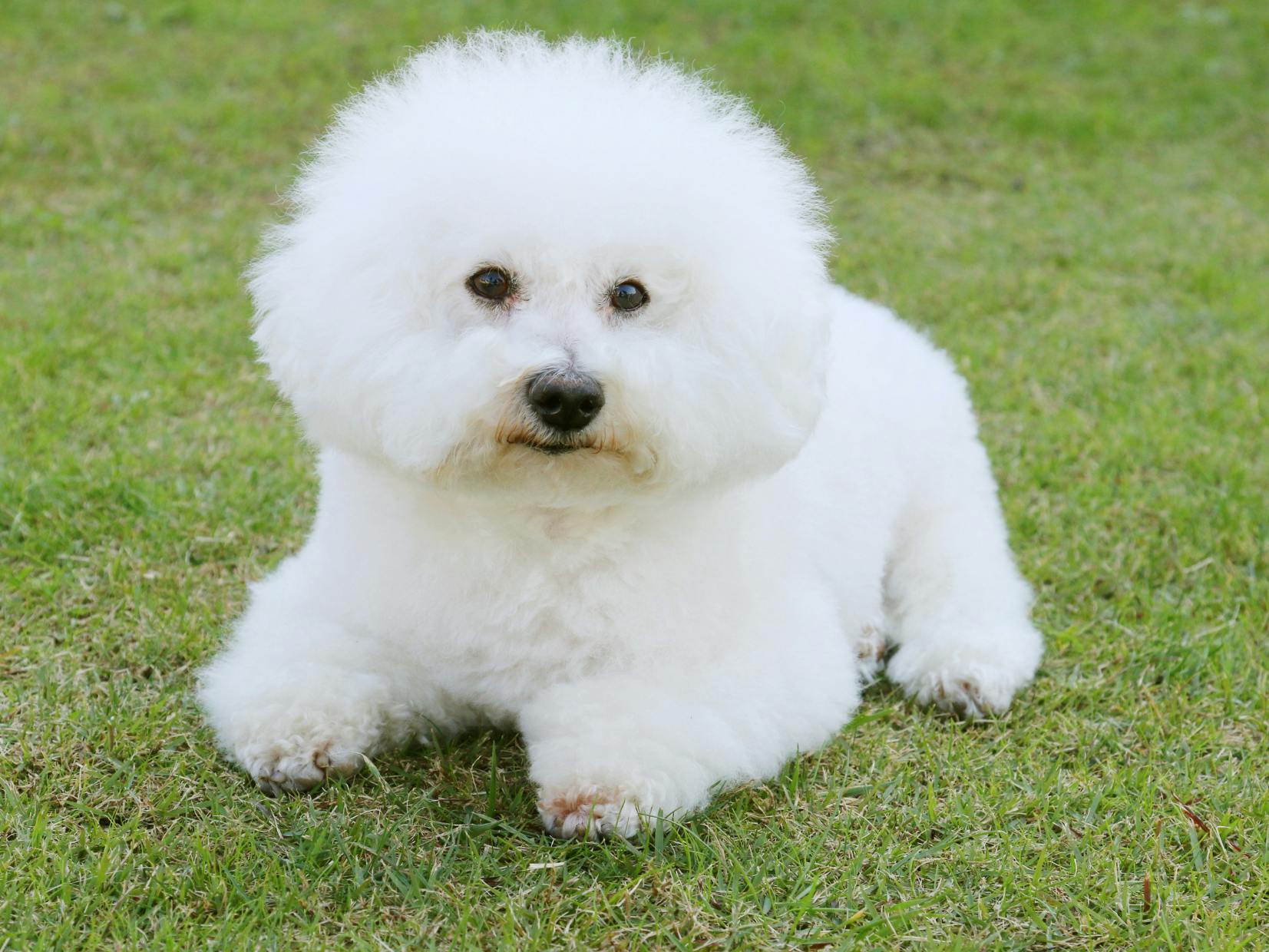chien couché dans l'herbe
