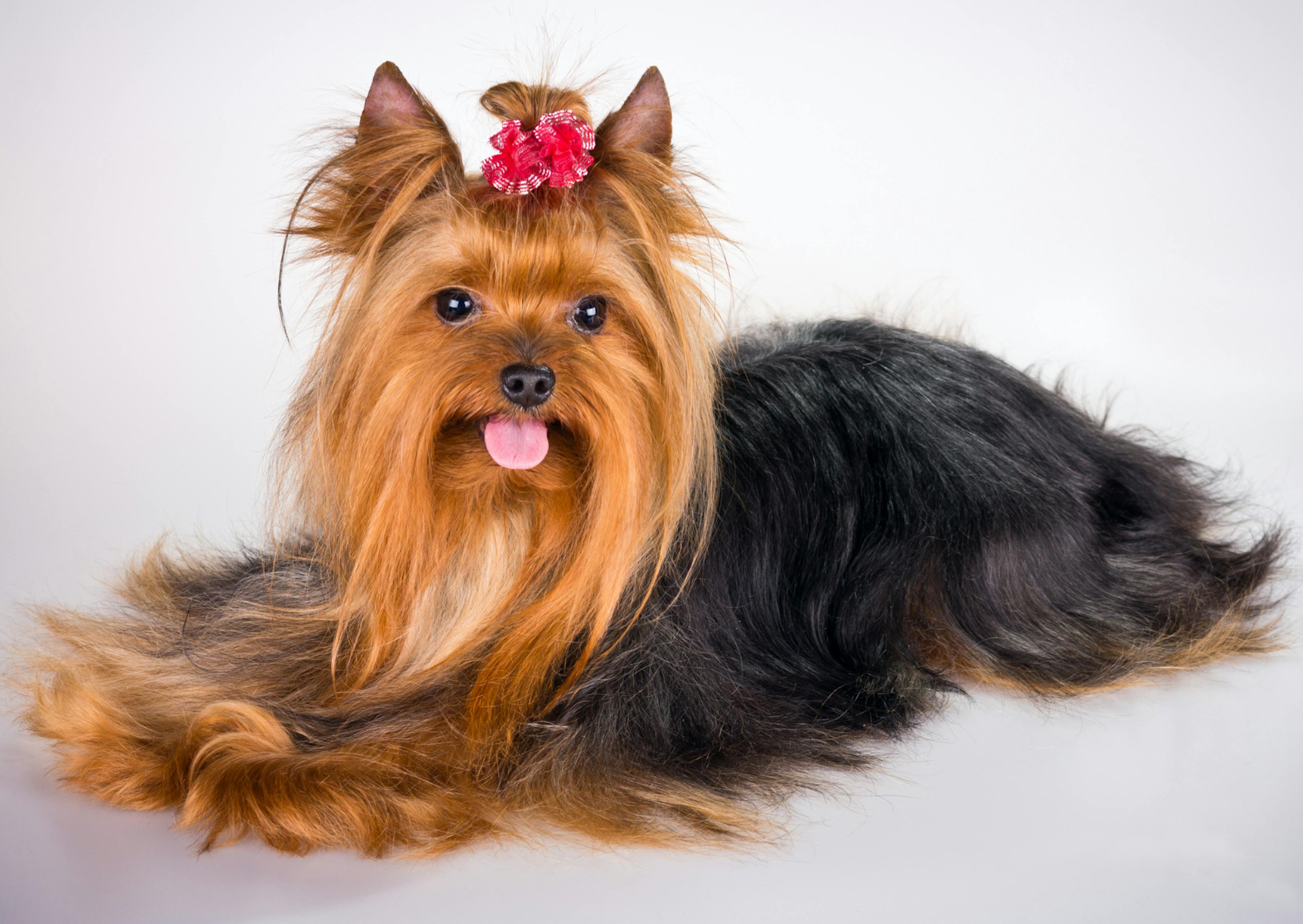 chien couché avec un noeux rouge dans les poils