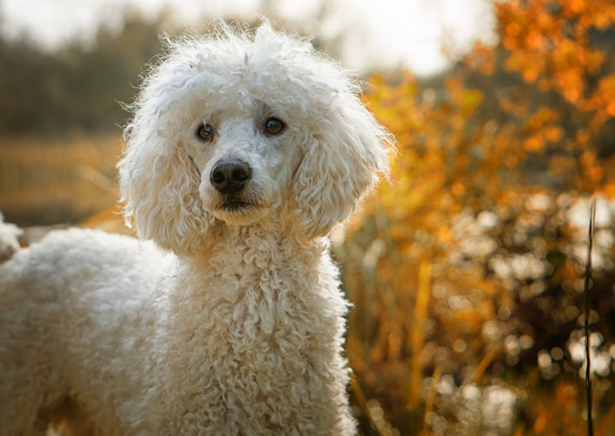 Caniche debout, il regarde au loin, il est dehors