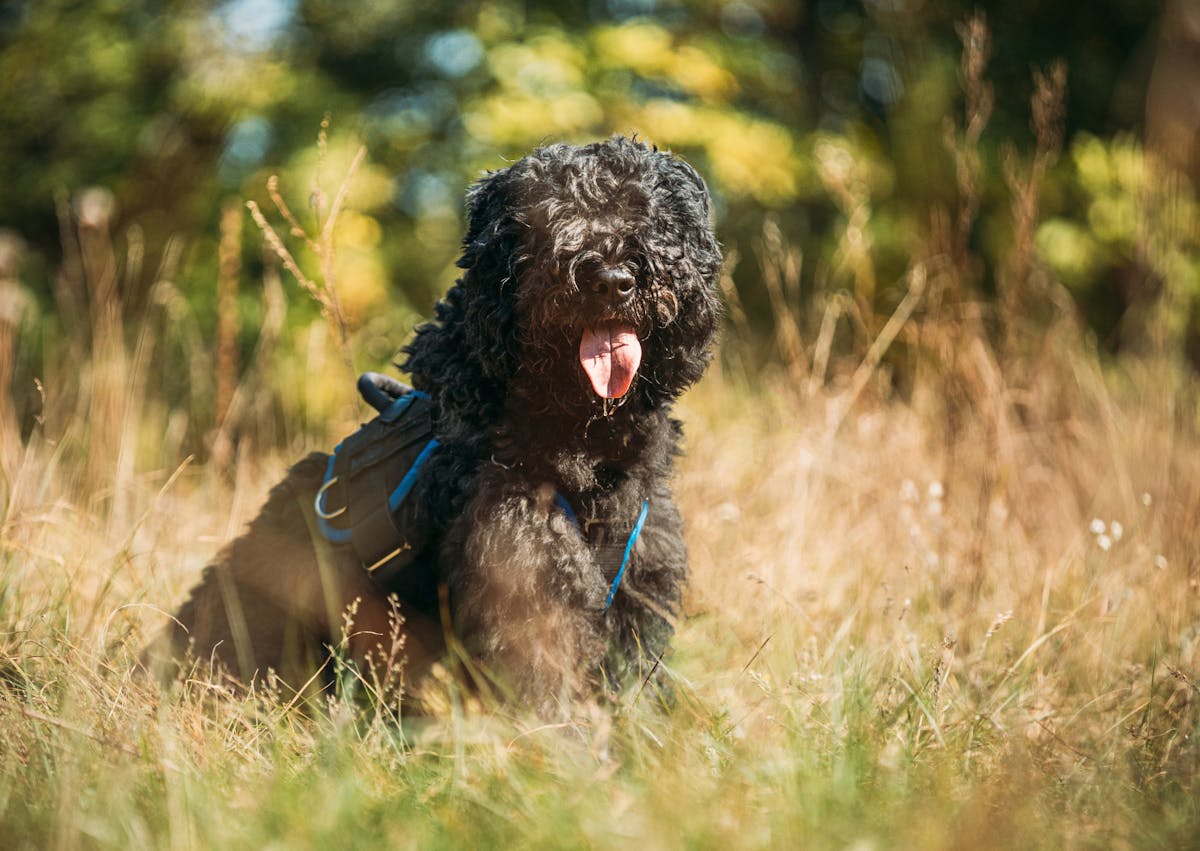 chien assis dans des herbes hautes