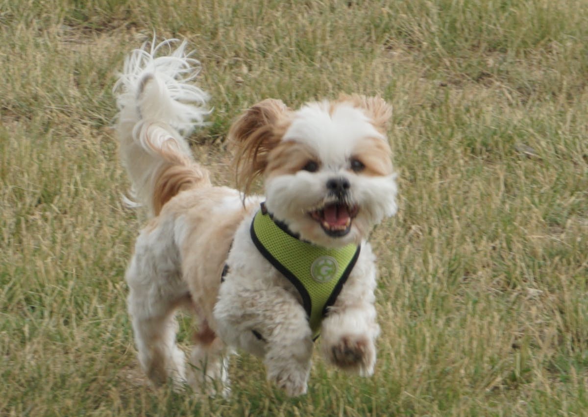 chien qui court à travers des champs