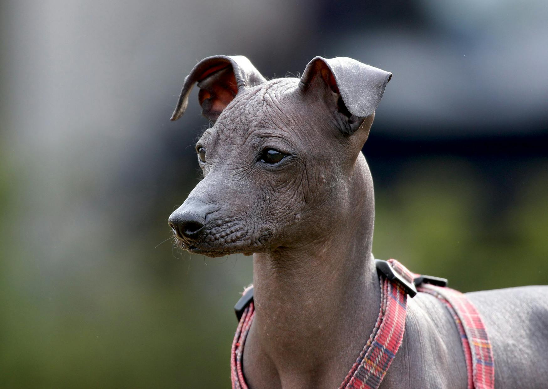 chien nu qui regarde au loin