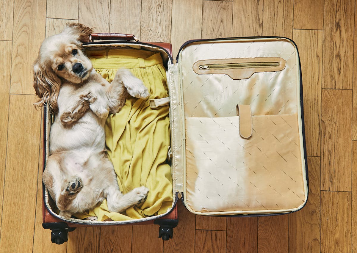 chien couché dans une valise de voyage