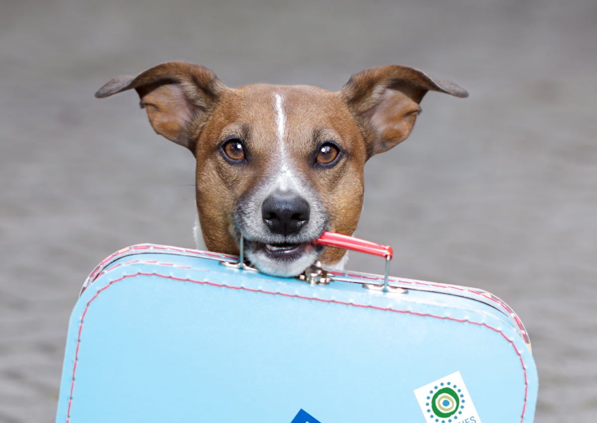 chien qui porte une valise avec sa gueule