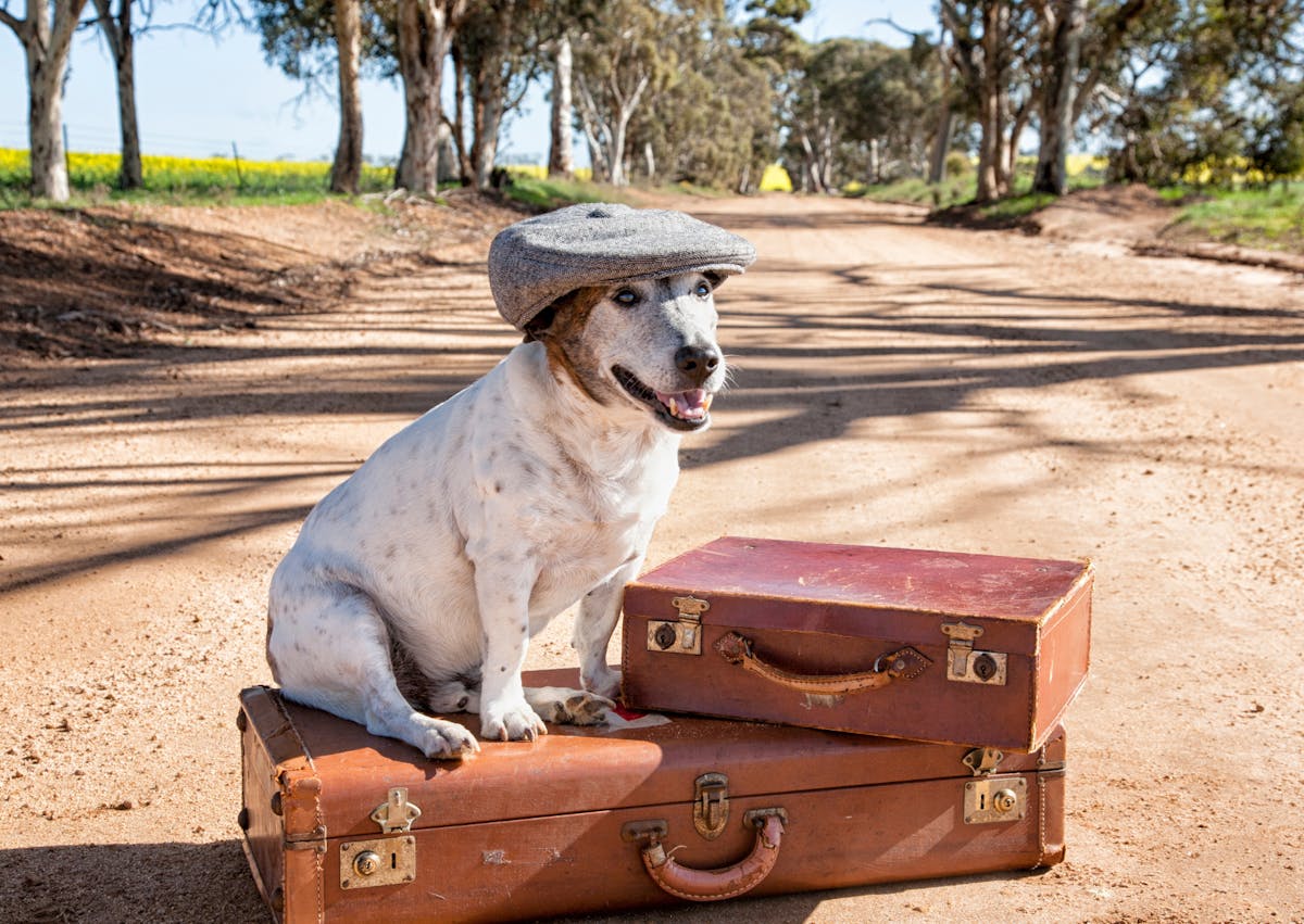 chien assis sur une valise, il a un berrêt sur la tête 