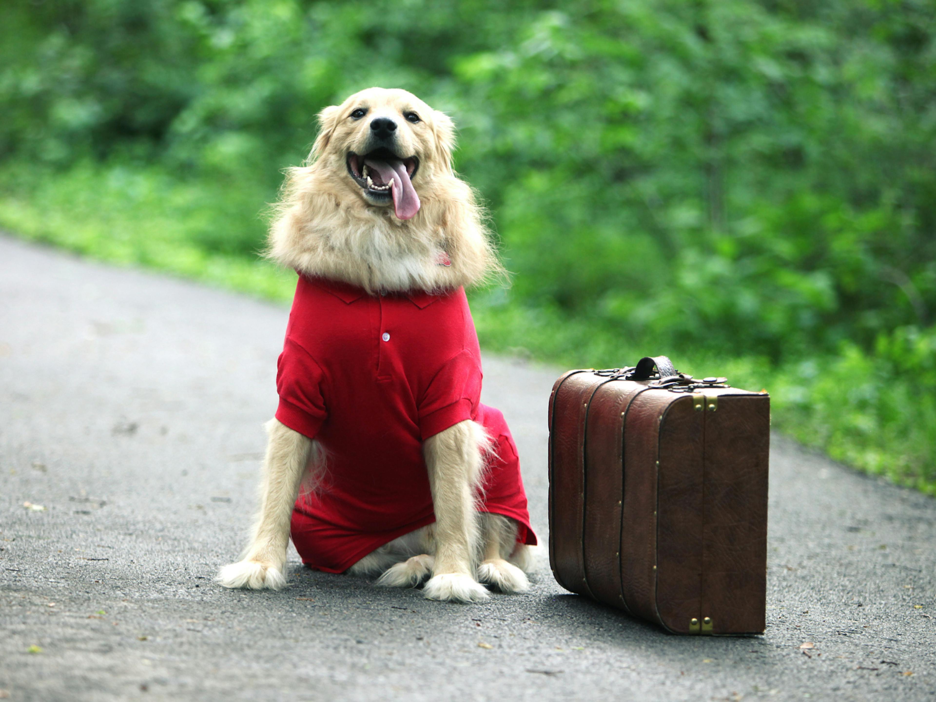 chien qui attend son maitre avec une valise à côté de lui, il tire la langue