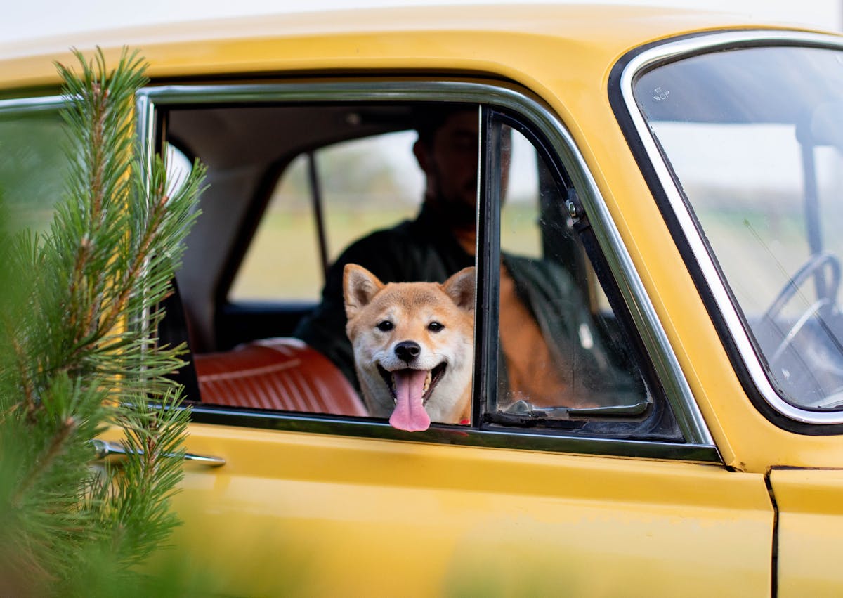chien type akita qui regarde par la fenêtre d'une voiture jaune