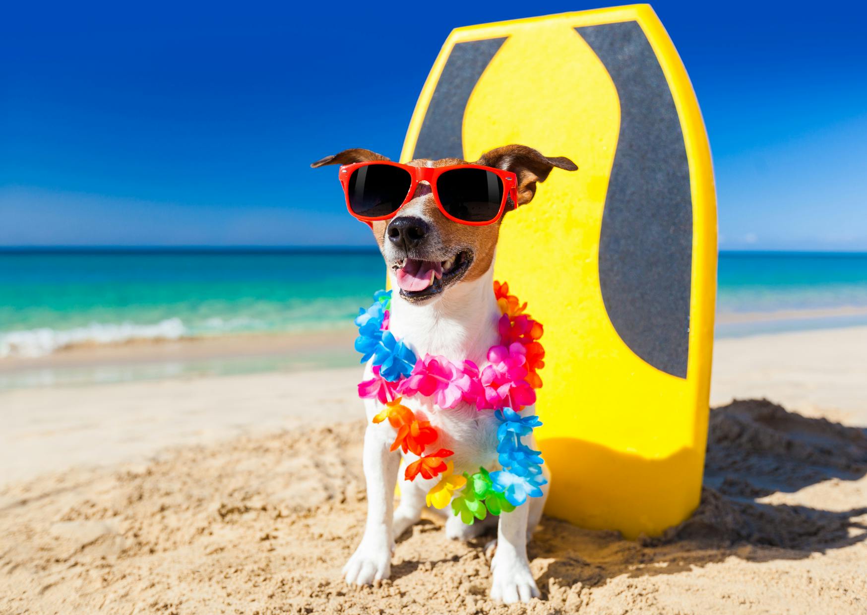 chien assis sur la plage avec une collier de fleurs autours du cou, il a une plnche de surf juste derrière lui