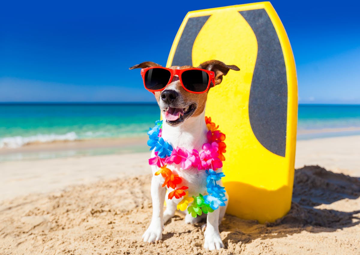 chien assis sur la plage avec une collier de fleurs autours du cou, il a une plnche de surf juste derrière lui 