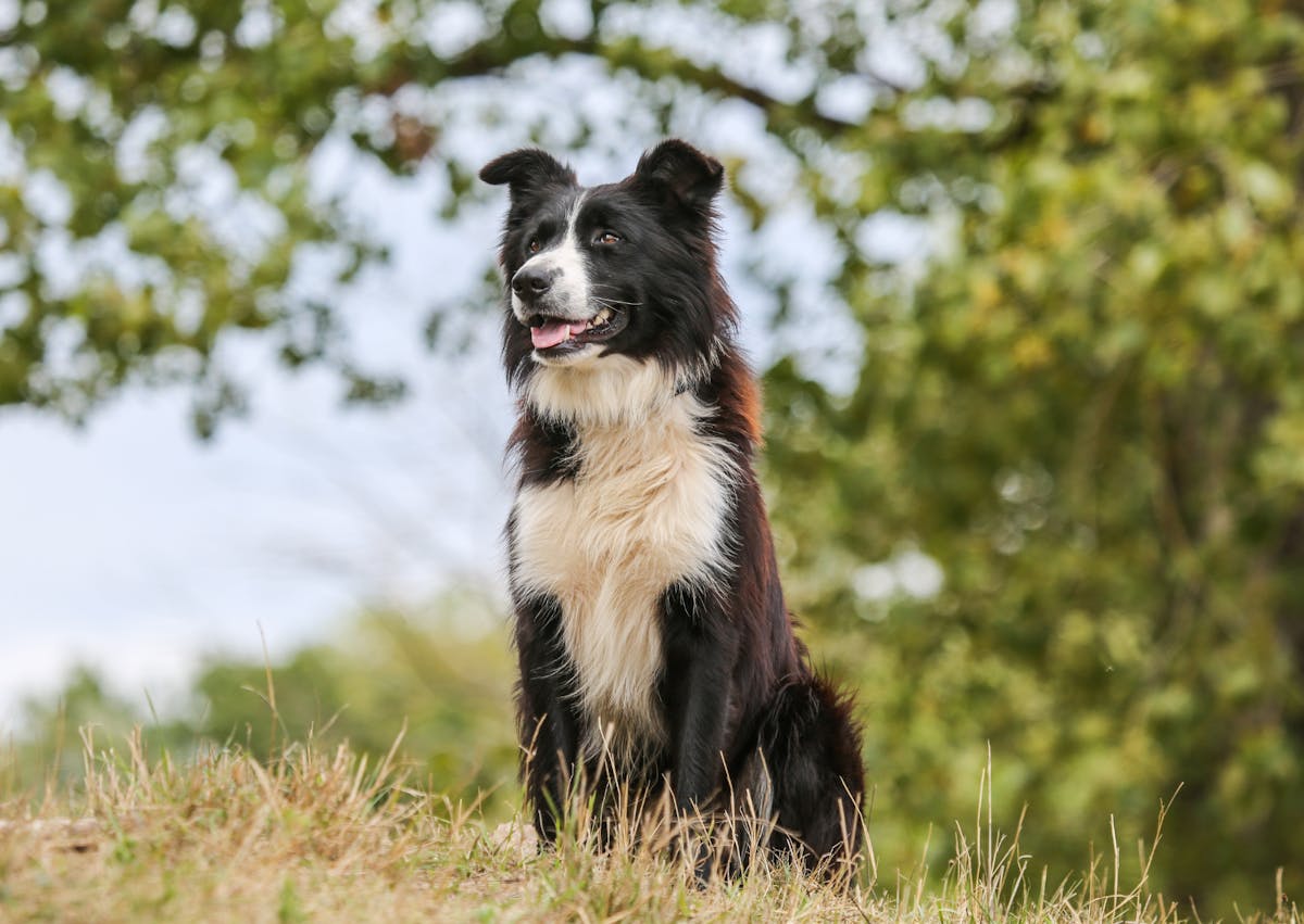 chien qui regarde au loin, il est assi dans l'herbe