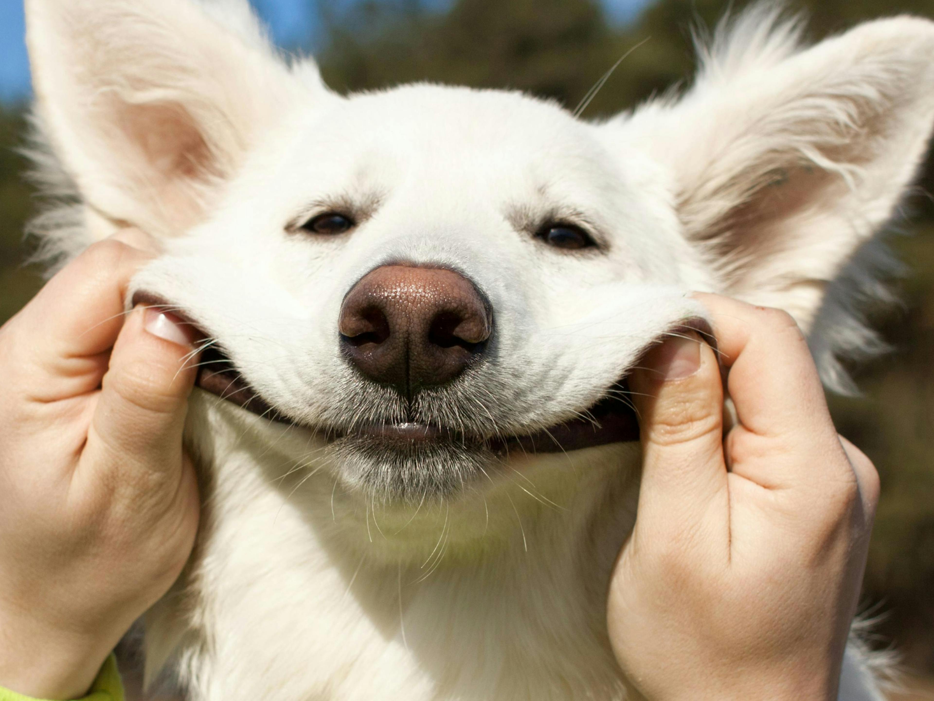 chien qui se fait manipuler le visage par son maitre de sorte à la faire sourire