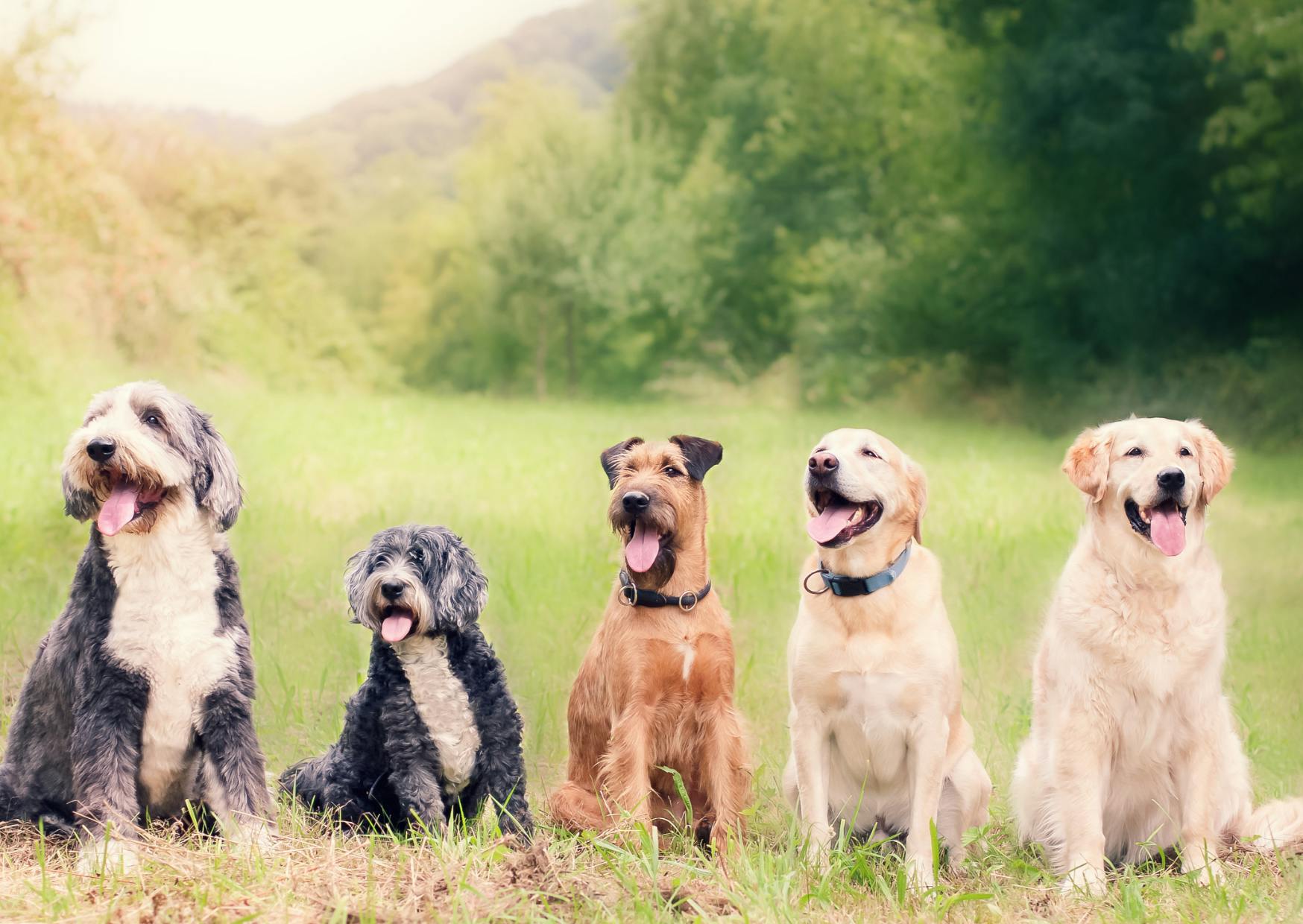 5 chiens assis dans l'herbe qui regardent devant eux