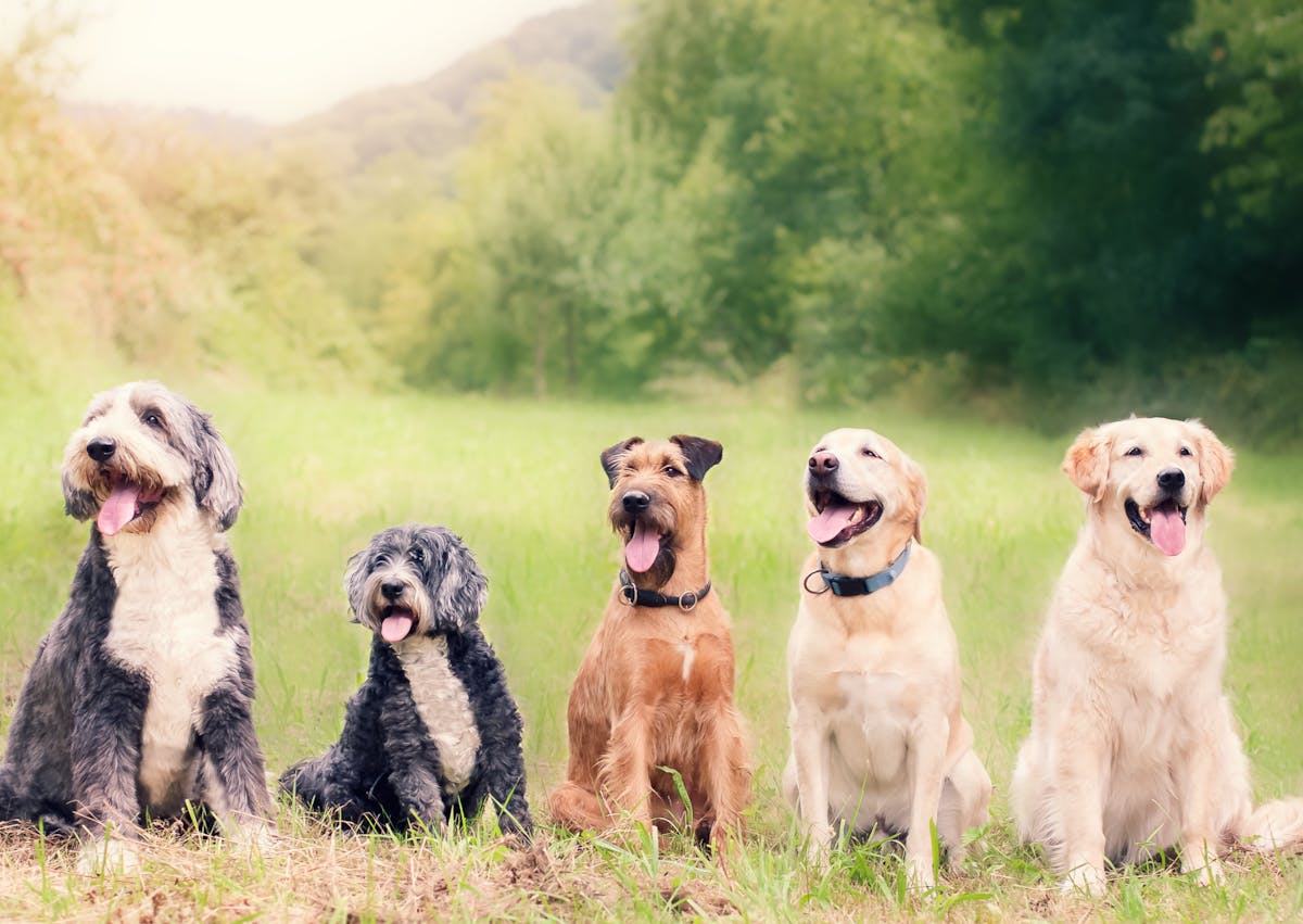 5 chiens assis dans l'herbe qui regardent devant eux 