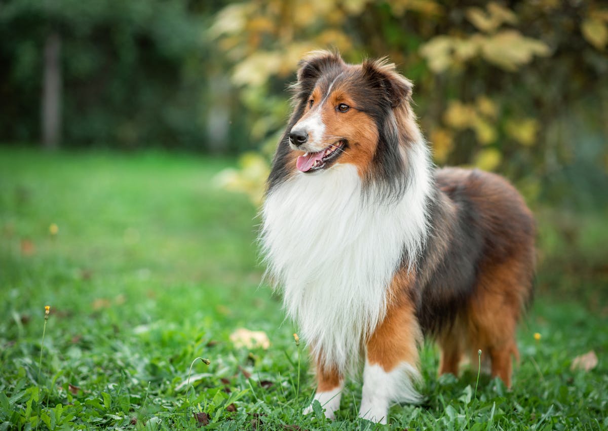 chien dans l'herbe qui regarde au loin