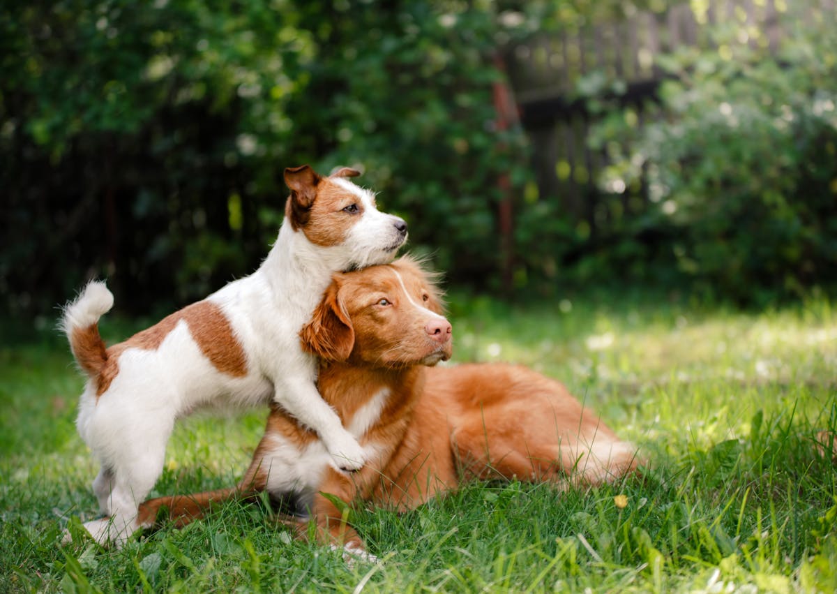 2 chien son surpris en train de jouer