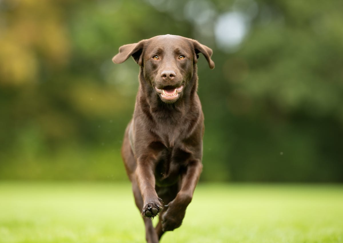 chien type labrador qui court dans l'herbe