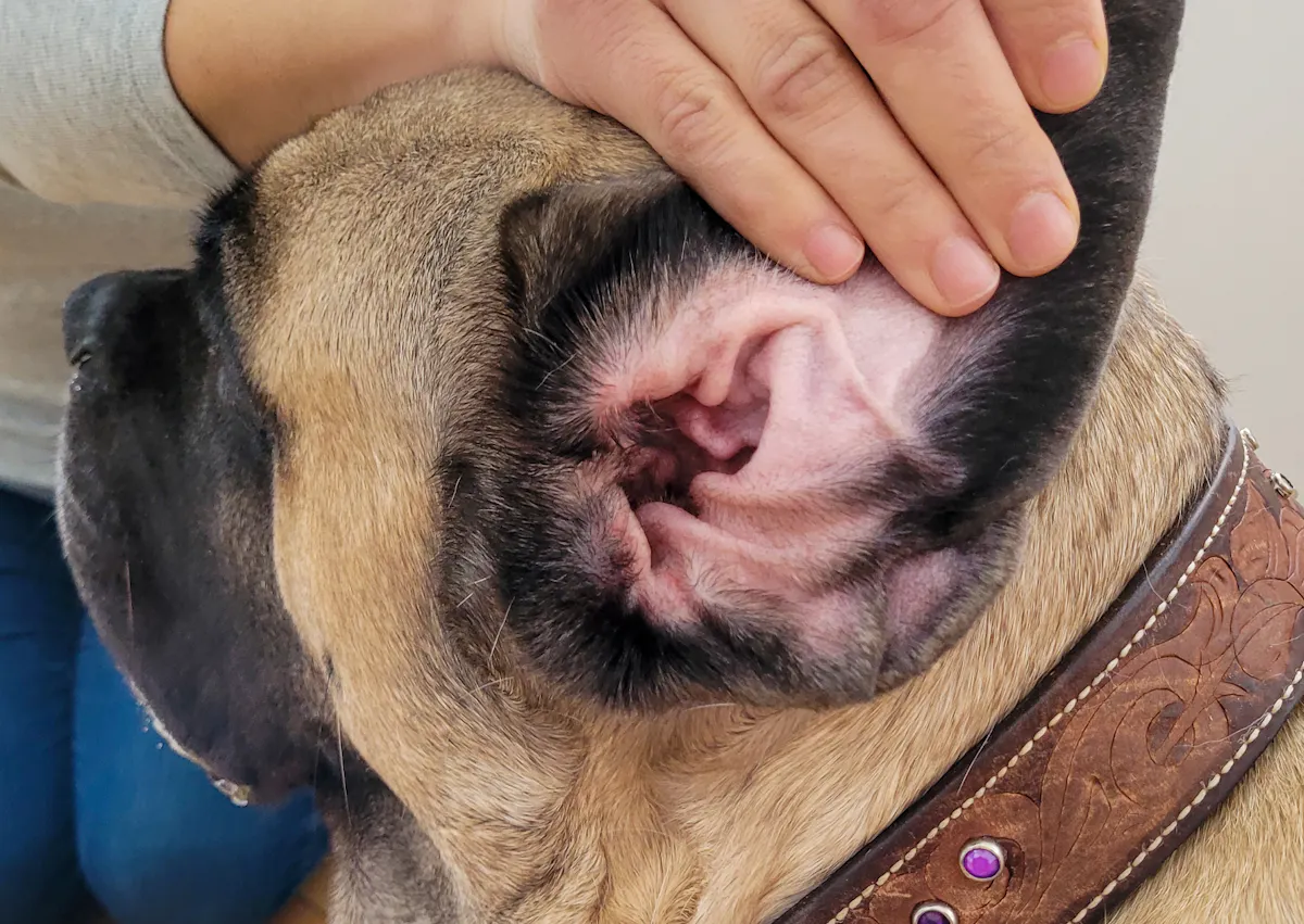 on voit un homme qui montre l'oreille d'un chien