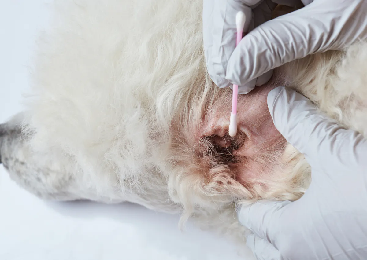 chien qui se fait nettoyer l'oreille