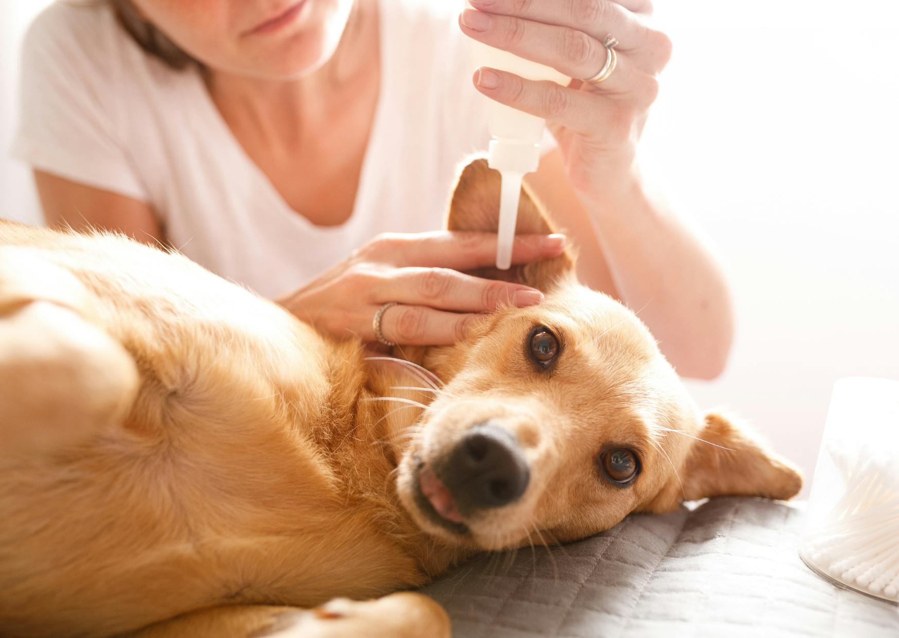 chien qui se fait injecter un liquide dans l'oreille