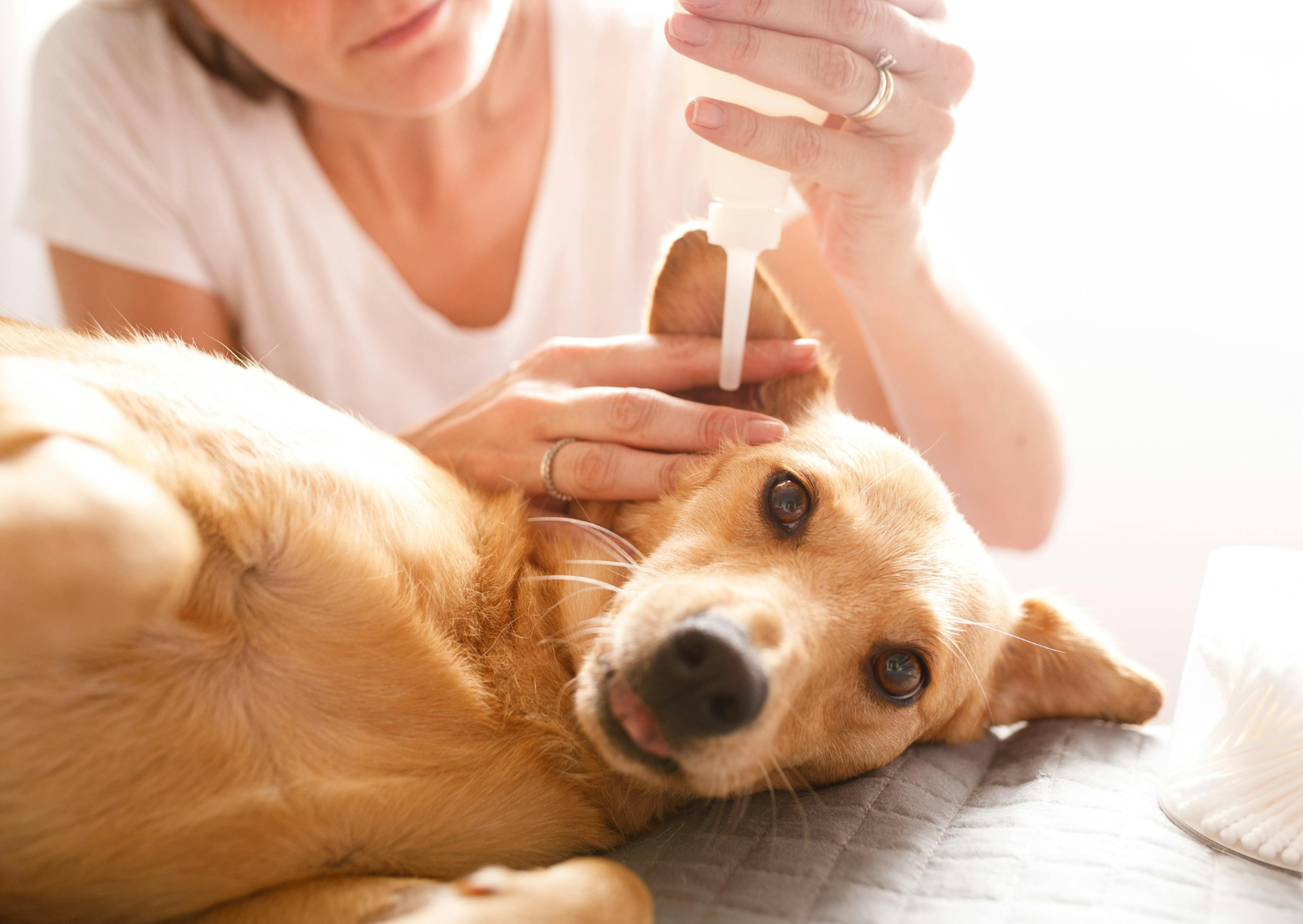 chien qui se fait injecter un liquide dans l'oreille