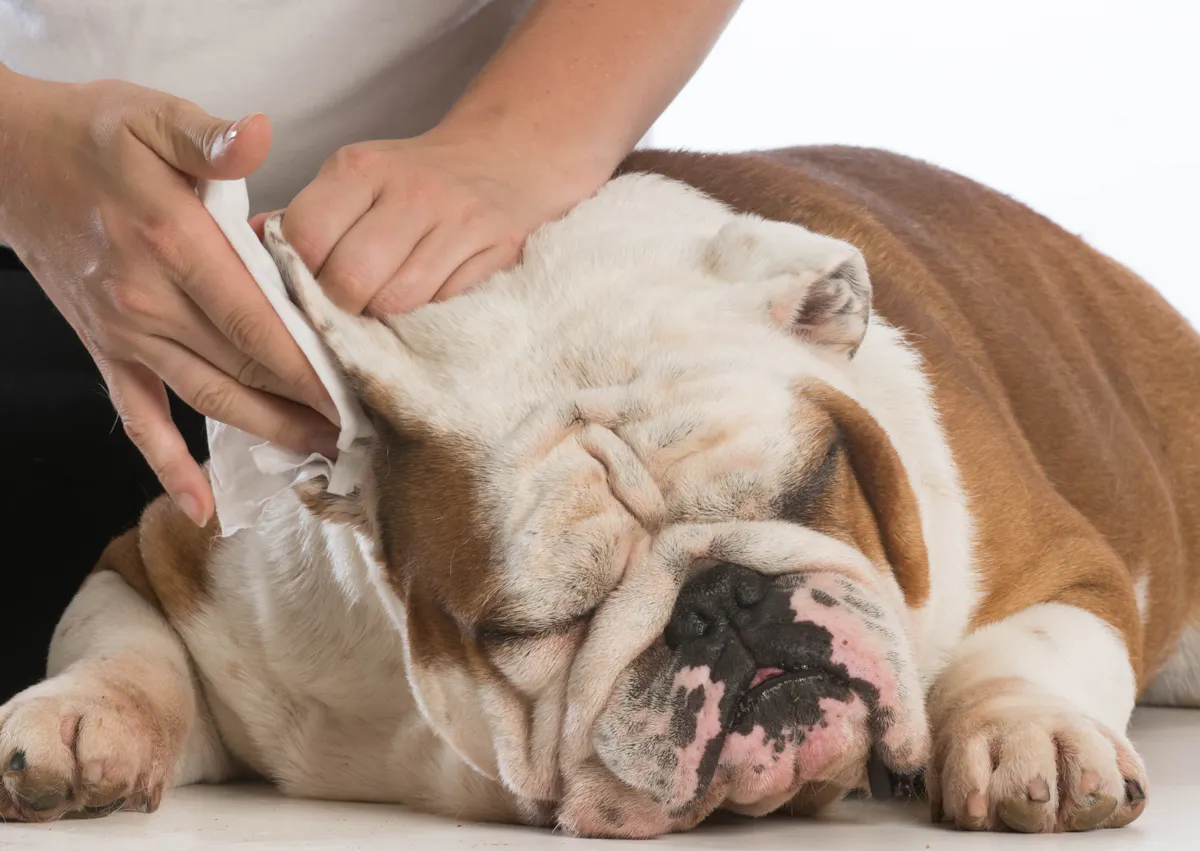 chien qui se fait nettoyer l'oreille pas un homme