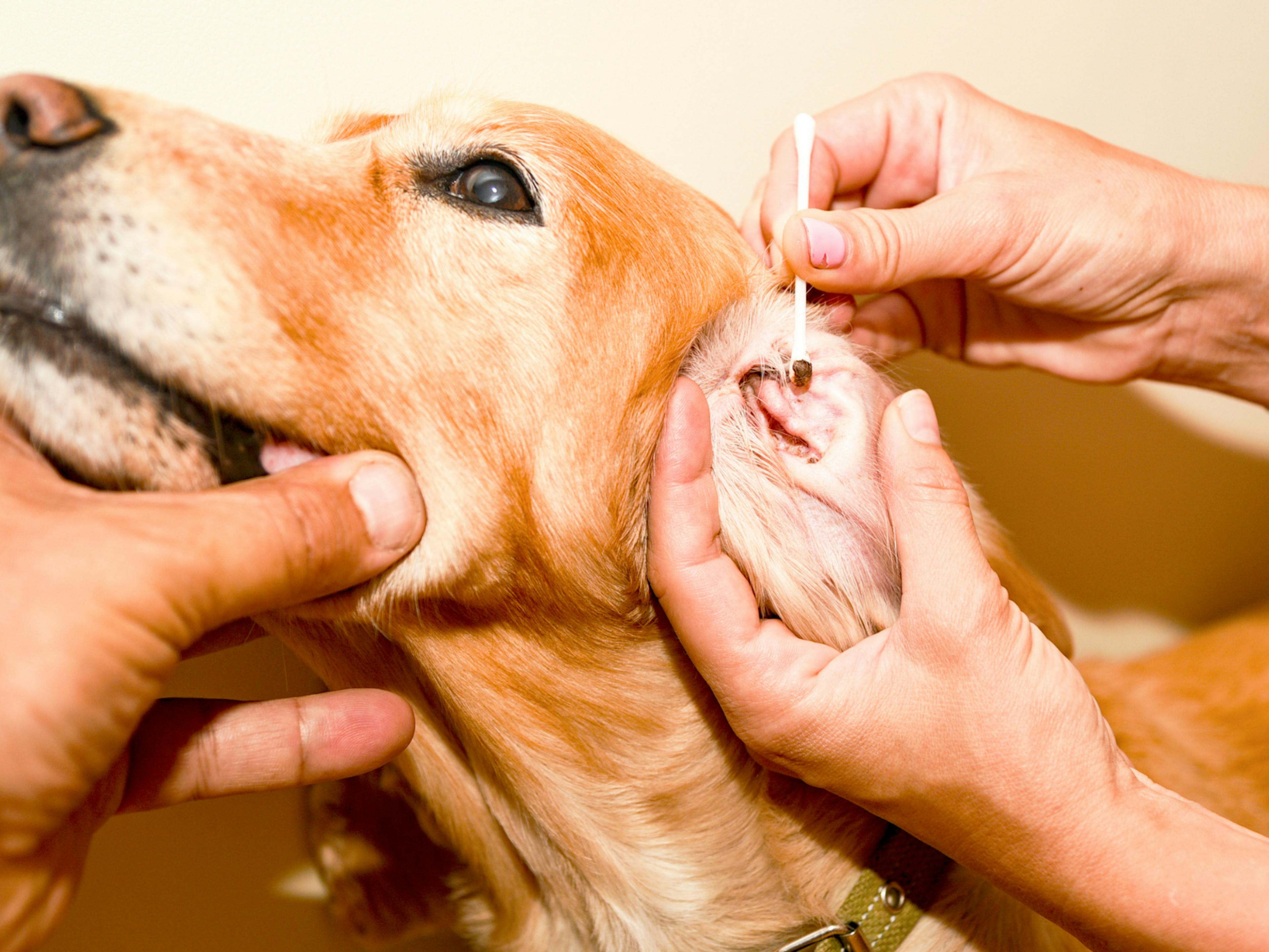 chien qui se fait nettoyer les oreilles par deux personnes