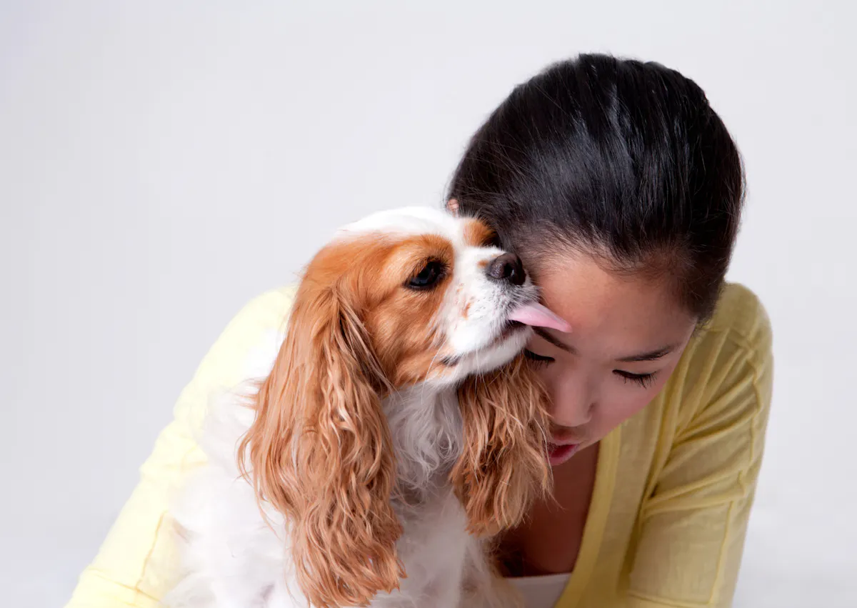 Cavalier king charles qui lèche sa propriétaire