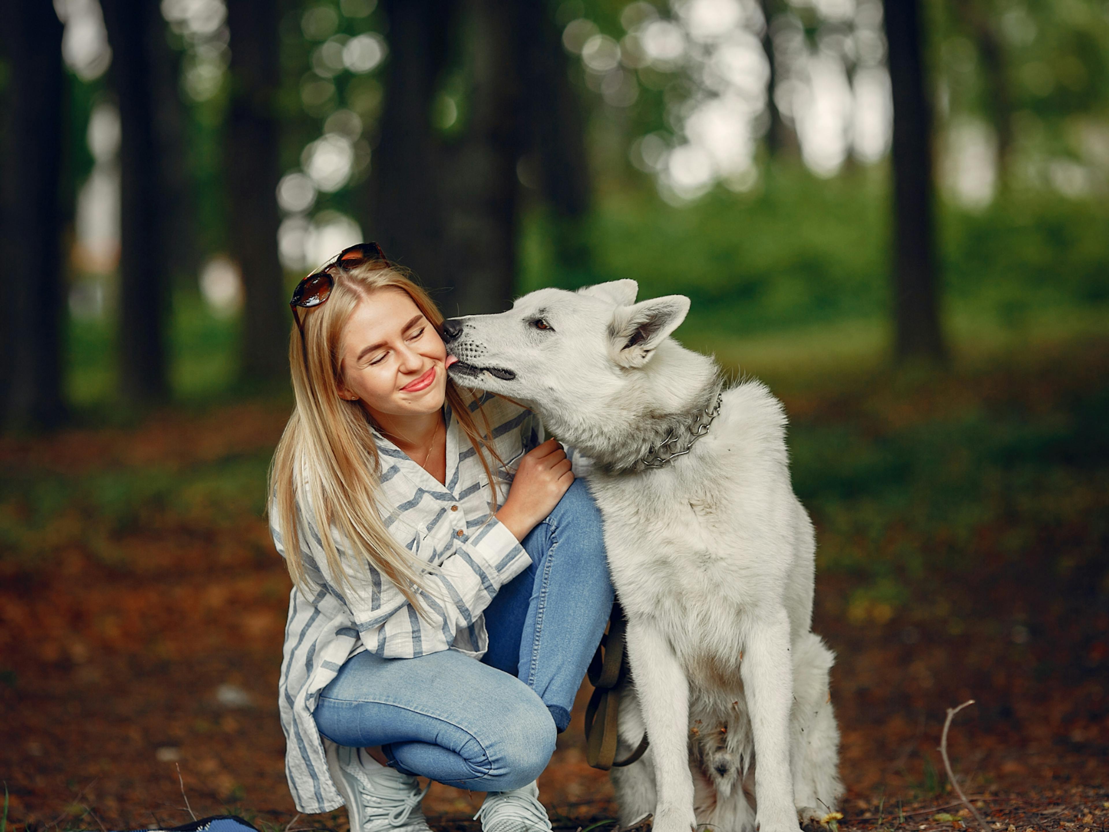 chien type berger blanc suisse qui lèche le visage de sa maitresse