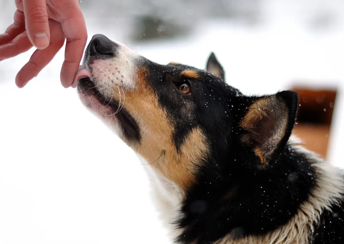 chien qui lèche une main