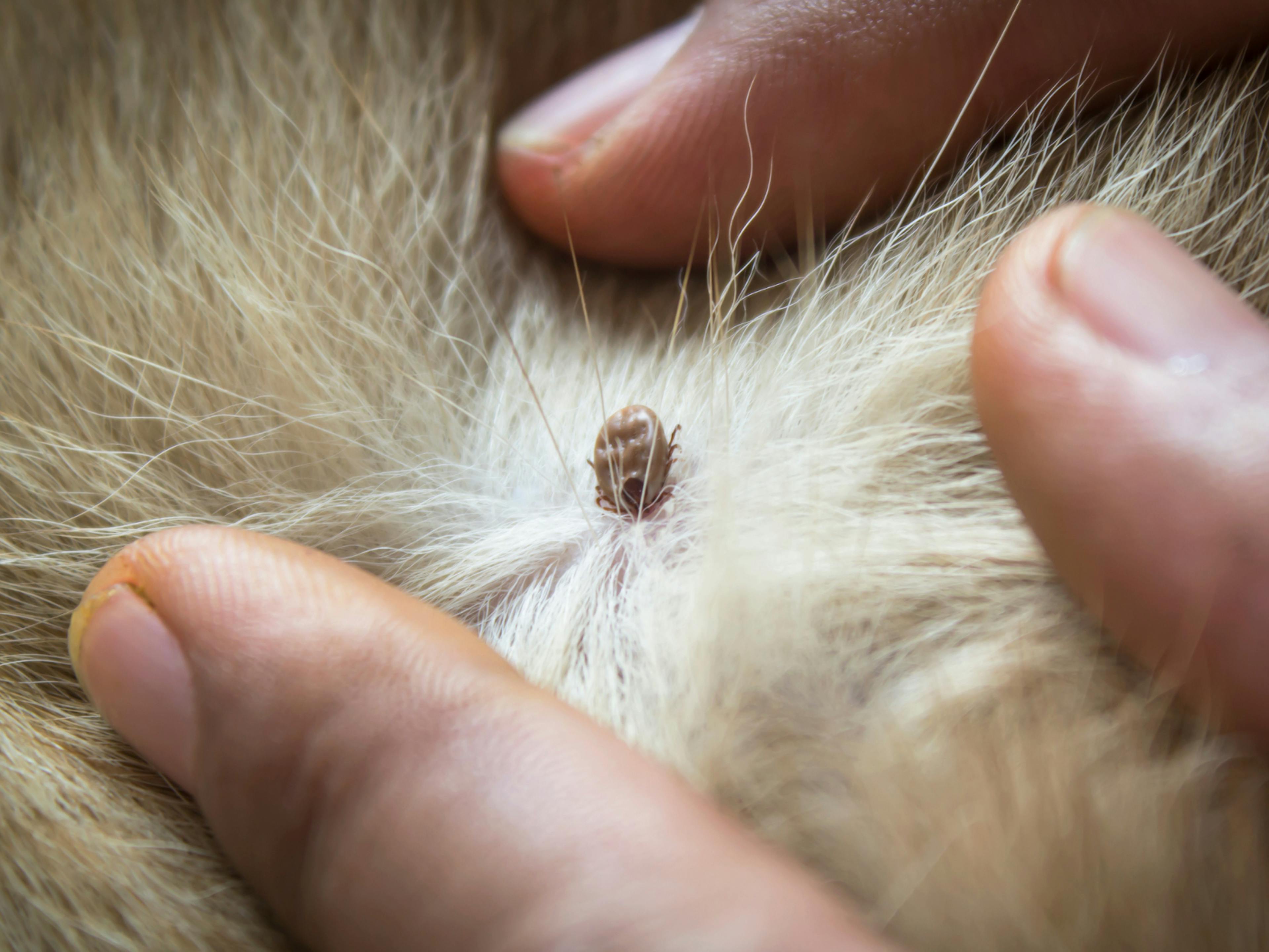 tique qui pénètre dans la peau d'un chien