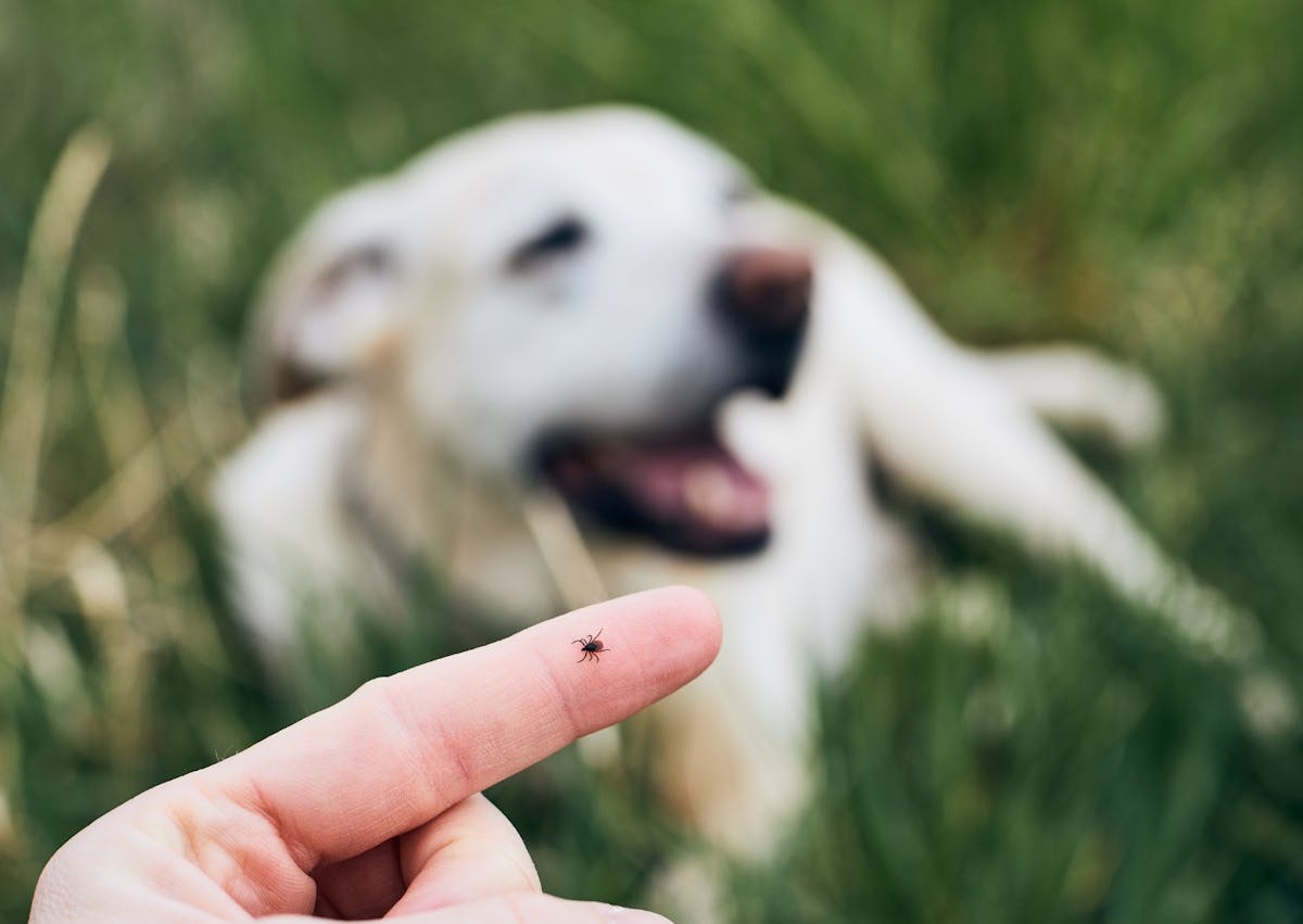 chien en arrière plan, il y a une tique en premier plan sur le doigt d'une personne
