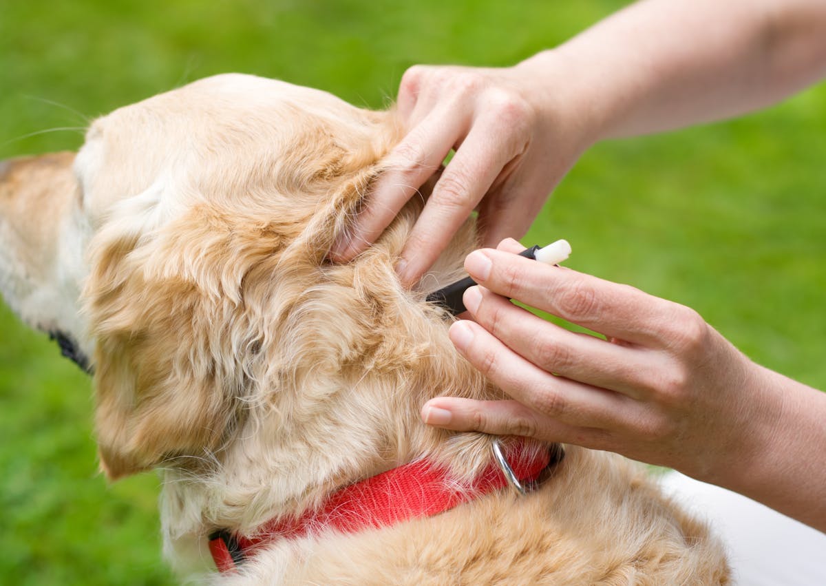quelqu'un essai d'enlever une tique à un chien