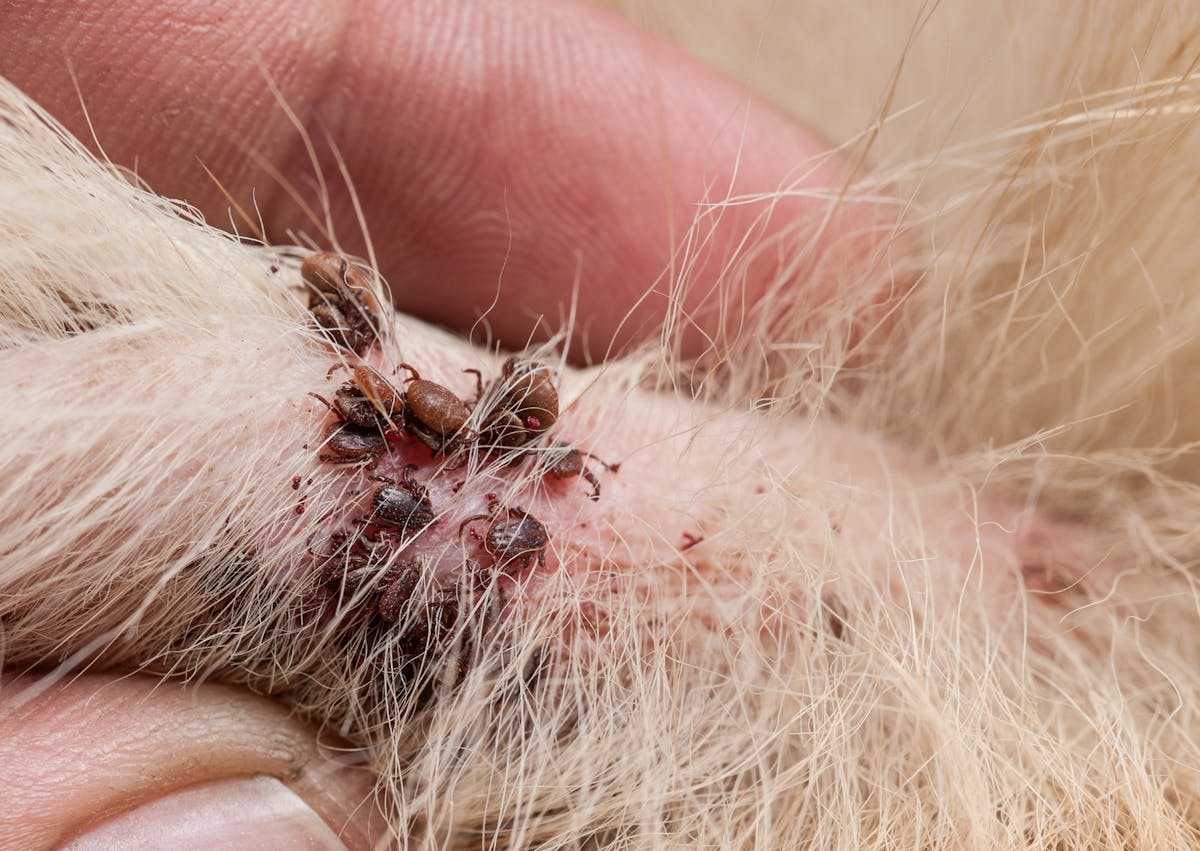 plusieurs tiques sont au même endroit sur la peau d'un chien