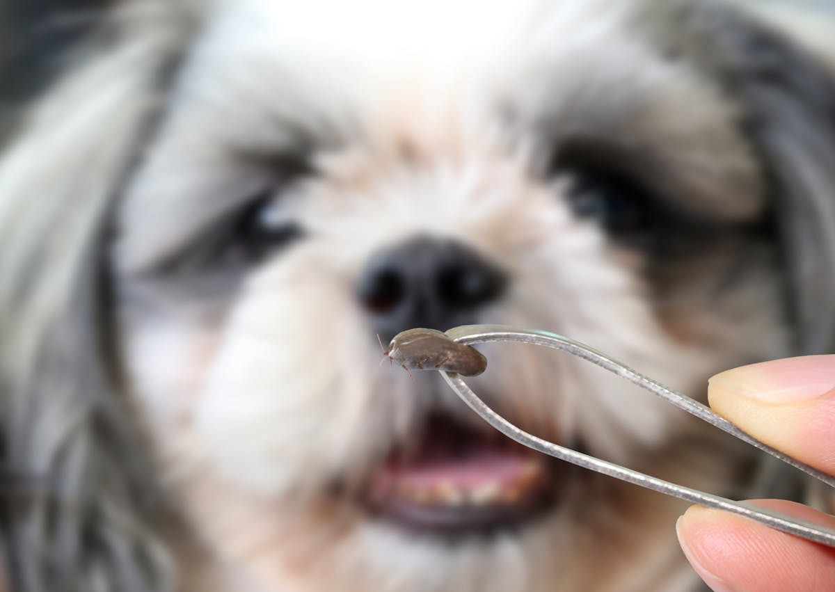 tique tenue avec une pince à épiler devant un chien qui regarde