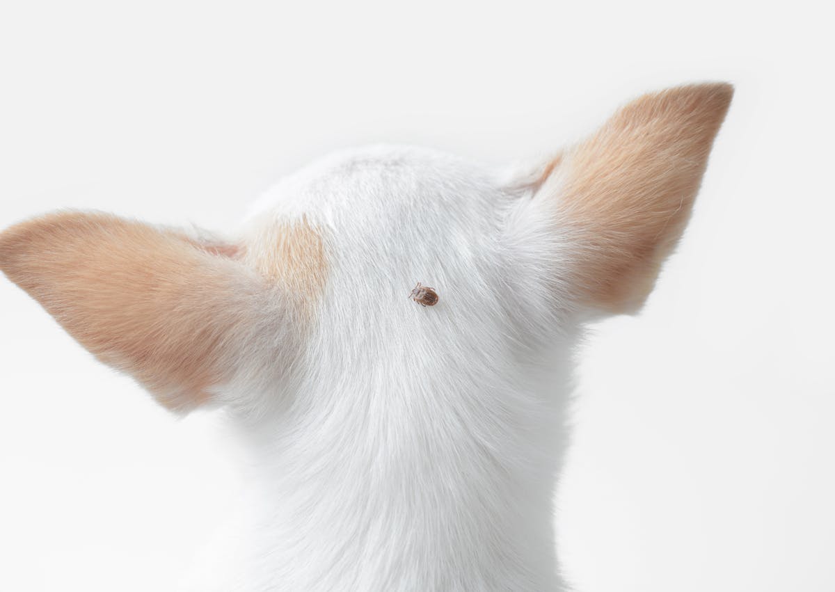 tique qui marche sur le pelage d'un chien