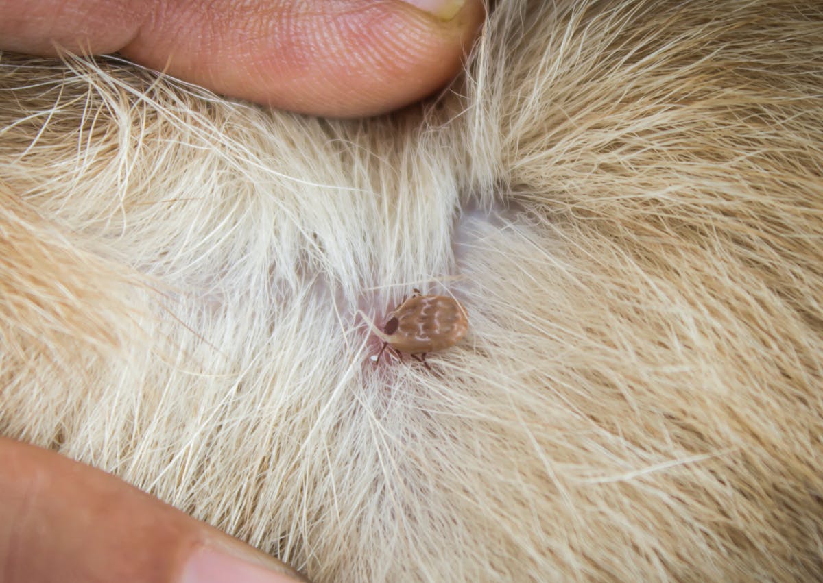 tique qui pénètre dans la peau d'un chien