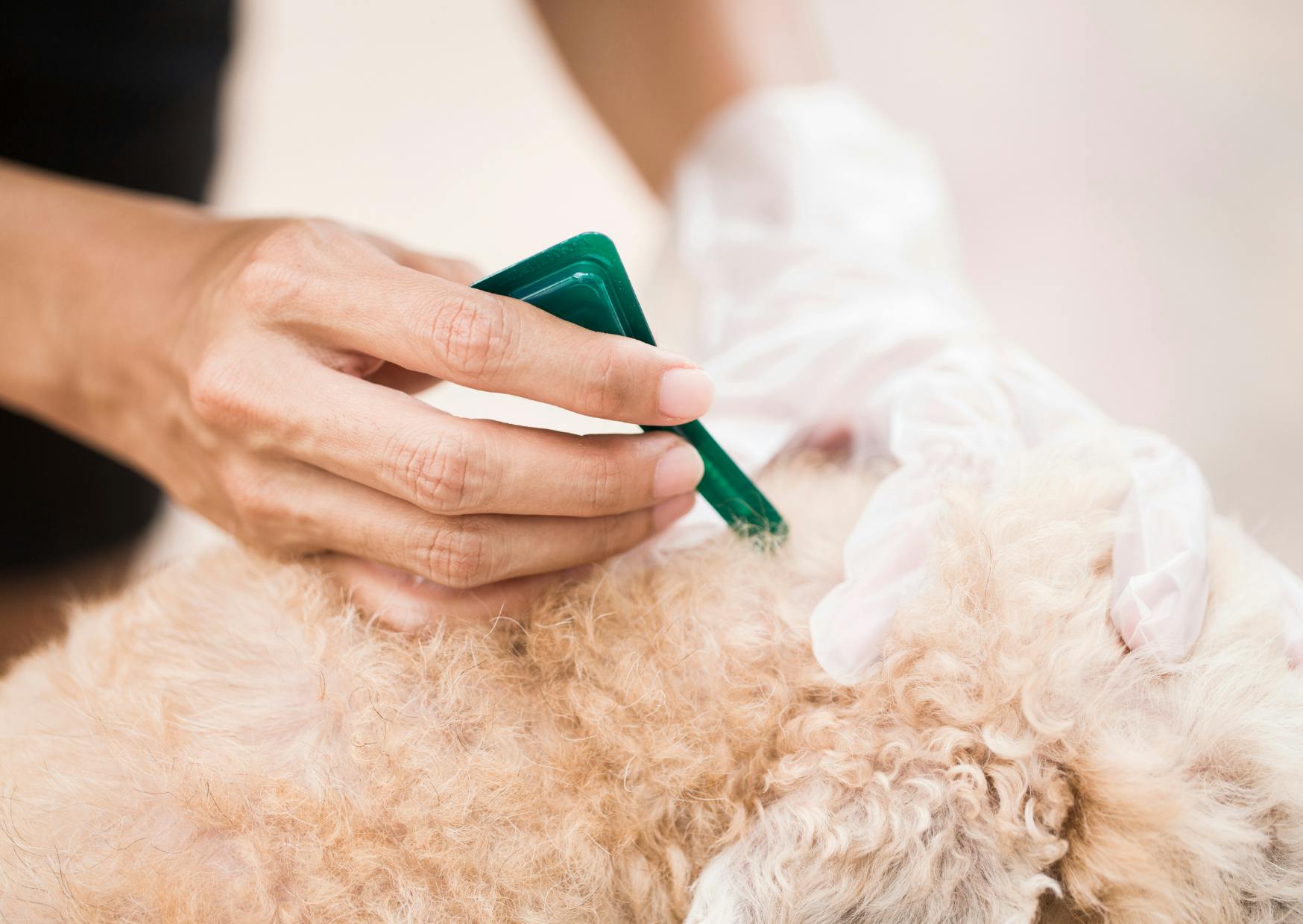 personne qui essai d'enlever une tique à un chien