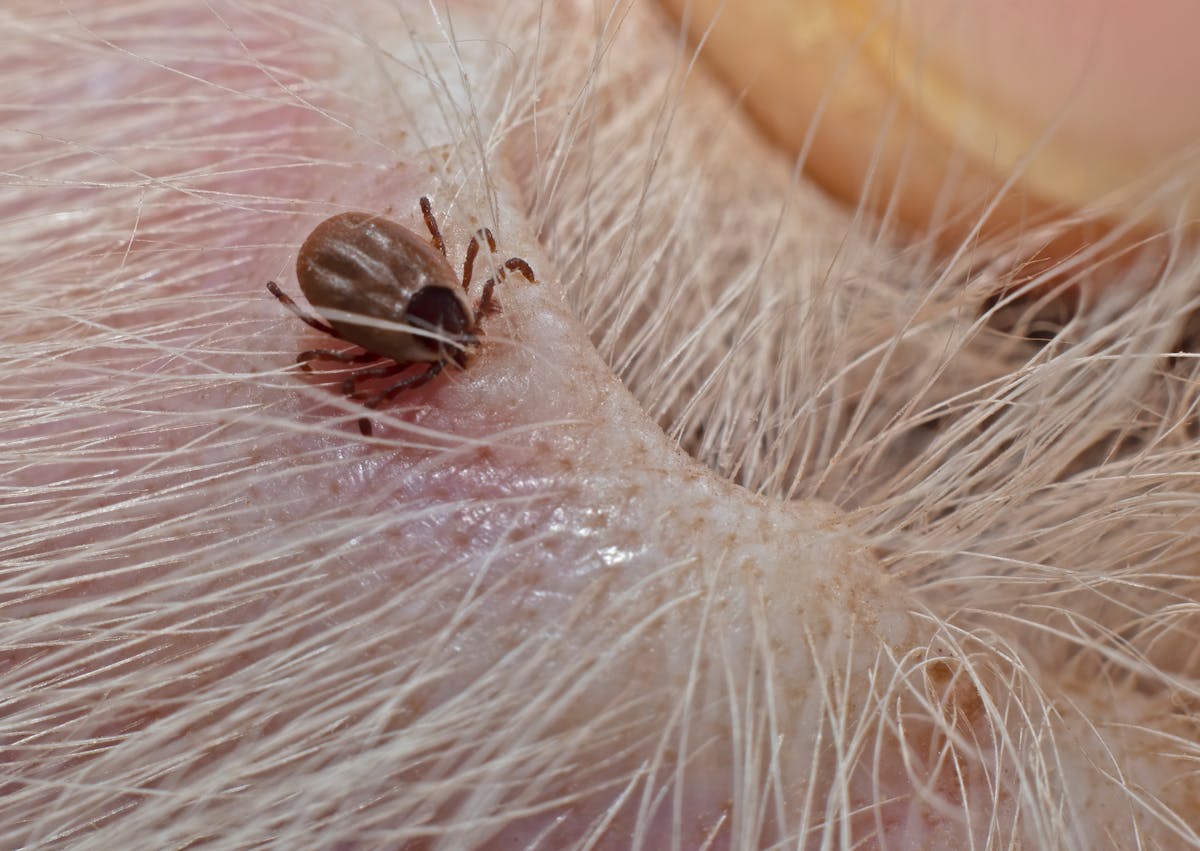 tique dans l'oreille d'un chien